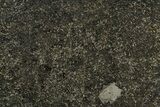 Polished Iguanodon Vertebra Slab - Isle Of Wight #352099-1